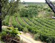 Coffee plantation