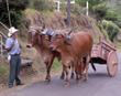 Farmer with oxen