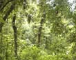 Monteverde Forest