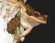 Tree Frog
