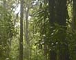 Cloud Forest Reserve