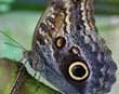 Calygo Butterfly