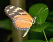 Heliconius