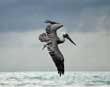 Pelican at Corcovado