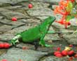 Iguana eating fruit