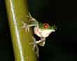 Red-eyed Tree Frog