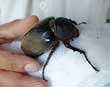 Rhinoceros Beetle