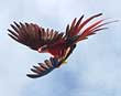 Macaws+flying