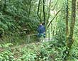 Hanging Bridges trail