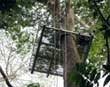 Canopy Tree Platform