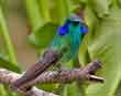 Birding at Savegre