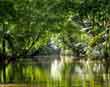 Tortuguero creek