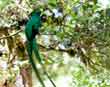 Resplendent Quetzal