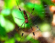 Corcovado spider