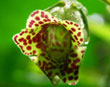 Monteverde orchid