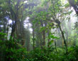 Monteverde forest