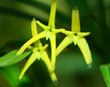 Monteverde orchid
