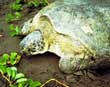 Turtle nesting