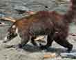 Coatimundi