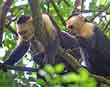 White-faced Capuchin
