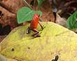 Strawberry Dart Frog