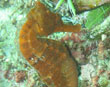 Seahorse