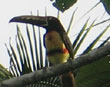 Toucan