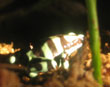 Poison Dart Frog