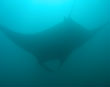 Mantaray