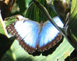Blue Morpho Butterfly