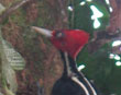 Woodpecker