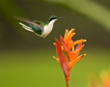 Hummingbird