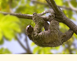 Sloth