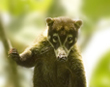 Coati