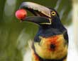 Aracari
