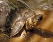 River turtle