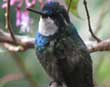 Hummingbird