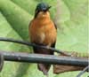 Hummingbird