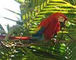 Scarlet Macaw