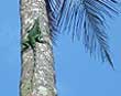 Iguana