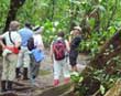 Rainforest hike