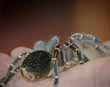 Tico Tarantula