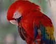 Scarlet Macaw