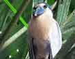 Boat Billed Heron