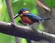 Amer. Pygmy Kingfisher