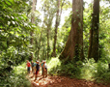 Hiking in Corcovado