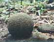Precolombian sphere