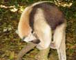 Vested Anteater