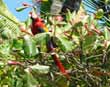 Scarlet Macaw
