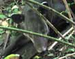 Tapir, Corcovado Park